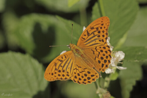 Kaisermantel, Argynnis paphia, Silver-washed fritillary

Aufnahmeort:	Odenwald	
Kamera:	Canon	EOS 60D
Objektiv:	Sigma Makro	150mm
Stativ		
		
# 00143

© Alle von mir veröffentlichten Bilder unterliegen dem Urheberrecht und dürfen ohne meine schriftliche Genehmigung nicht verwendet werden.