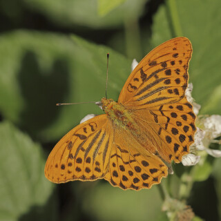 Kaisermantel_Argynnis-paphia_20200713_0006_B_Web