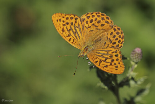 Kaisermantel, Argynnis paphia, Silver-washed fritillary

Aufnahmeort:	Odenwald	
Kamera:	Canon	EOS 60D
Objektiv:	Sigma Makro	150mm
Stativ		
		
# 00144

© Alle von mir veröffentlichten Bilder unterliegen dem Urheberrecht und dürfen ohne meine schriftliche Genehmigung nicht verwendet werden.