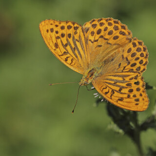 Kaisermantel_Argynnis-paphia_20200805_0005_B_Web