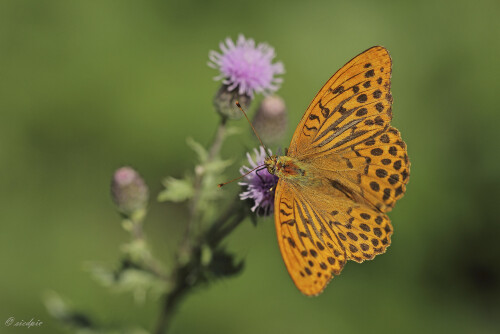 Kaisermantel, Argynnis paphia, Silver-washed fritillary

Aufnahmeort:	Odenwald	
Kamera:	Canon	EOS 60D
Objektiv:	Sigma Makro	150mm
Stativ		
		
# 00145

© Alle von mir veröffentlichten Bilder unterliegen dem Urheberrecht und dürfen ohne meine schriftliche Genehmigung nicht verwendet werden.