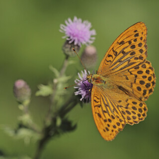 Kaisermantel_Argynnis-paphia_20200805_0014_B_Web