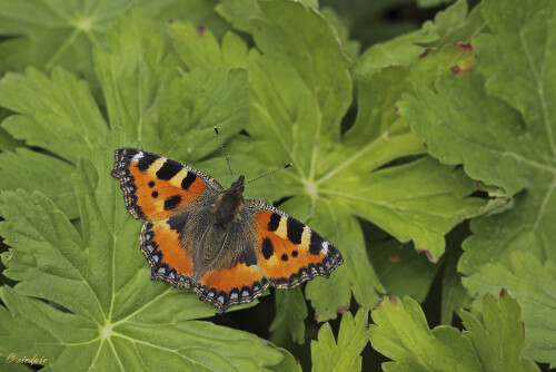 Kleiner Fuchs, Aglais urticae, Small tortoiseshell

Aufnahmeort:	Odenwald	
Kamera:	Canon	EOS 60D
Objektiv:	Sigma Makro	150mm
Stativ		
		
# 00146

© Alle von mir veröffentlichten Bilder unterliegen dem Urheberrecht und dürfen ohne meine schriftliche Genehmigung nicht verwendet werden.