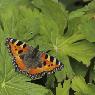 Kleiner-Fuchs_Aglais-urticae_20220531_0004_B_Web