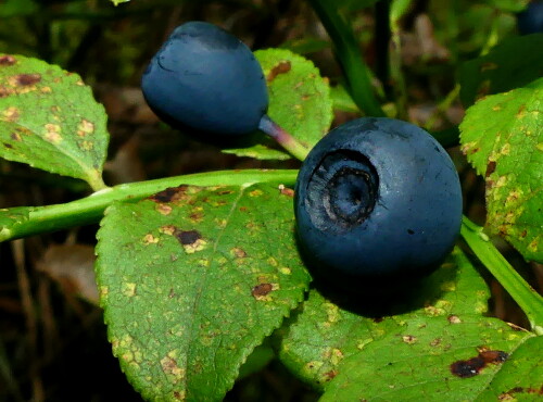 2024 07 29 Blau Schwarz Heidelbeeren 2