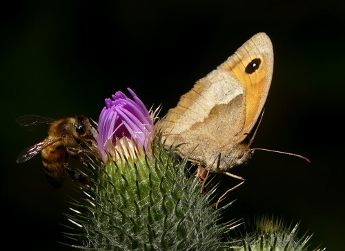 2024 07 29 Großes Ochsenauge und Honigbiene auf Distel 1