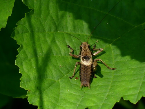 2024-07-29-Mannliche-Strauchschrecke.jpeg