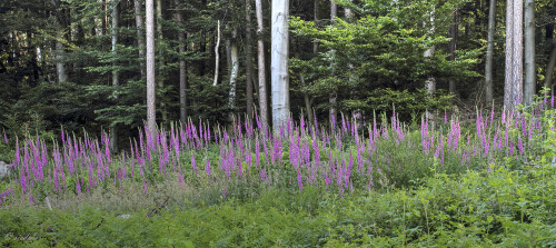 Roter Fingerhut, Digitalis purpurea, Purple foxglove

Aufnahmeort:	Odenwald	
Kamera:	Canon	EOS 7D
Objektiv:	Canon 	EF17-40mm
Stativ, CPL Filter		
		
# 00147

© Alle von mir veröffentlichten Bilder unterliegen dem Urheberrecht und dürfen ohne meine schriftliche Genehmigung nicht verwendet werden.