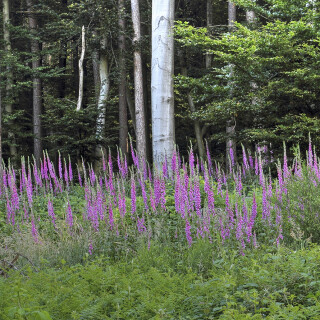 Roter-Fingerhut_Digitalis-purpurea_20240607_0001_B_HDR-ausgewog_Web