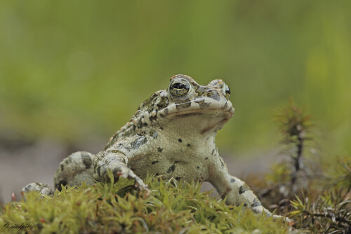 Wechselkröte, Bufotes viridis, Green toad

Aufnahmeort:	Odenwald	
Kamera:	Canon	EOS 60D
Objektiv:	Sigma Makro	150mm
Bohnensack		
		
# 00148

© Alle von mir veröffentlichten Bilder unterliegen dem Urheberrecht und dürfen ohne meine schriftliche Genehmigung nicht verwendet werden.