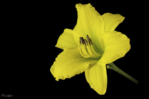 Taglilie, Hemerocallis, Day lily

Aufnahmeort:	Odenwald	
Kamera:	Canon	EOS 60D
Objektiv:	Sigma Makro	150mm
Stativ		
		
# 00149

© Alle von mir veröffentlichten Bilder unterliegen dem Urheberrecht und dürfen ohne meine schriftliche Genehmigung nicht verwendet werden.