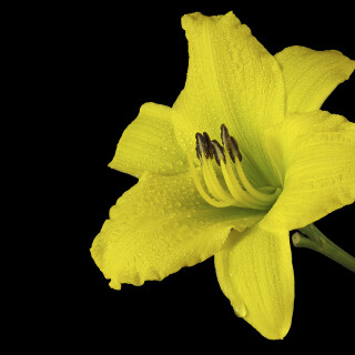 Taglilie_Hemerocallis_20240802_0001-16_B_Web