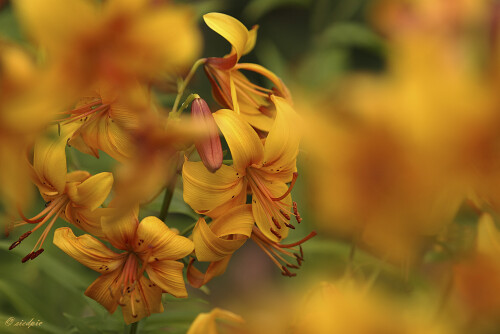 Lilie, Lilium, Liliy

Aufnahmeort:	Rheinebene	
Kamera:	Canon	EOS 7D
Objektiv:	Canon 	EF70-200mm
Stativ		
		
# 00150

© Alle von mir veröffentlichten Bilder unterliegen dem Urheberrecht und dürfen ohne meine schriftliche Genehmigung nicht verwendet werden.