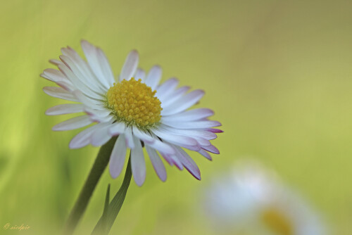 Gänseblümchen, Bellis perenni, Daisy

Aufnahmeort:	Odenwald	
Kamera:	Canon	EOS 60D
Objektiv:	Sigma Makro	150mm
Bohnensack		
		
# 00151

© Alle von mir veröffentlichten Bilder unterliegen dem Urheberrecht und dürfen ohne meine schriftliche Genehmigung nicht verwendet werden.