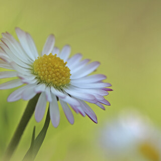 Gaensebluemchen_Bellis-perennis_20140328_0005_B_Web