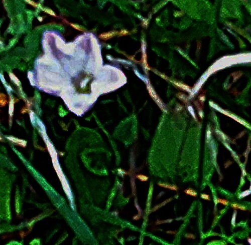 Die Acker-Winde gehört zur Familie der Windengewächsen(Convolvulaceae).
https://de.wikipedia.org/wiki/Ackerwinde