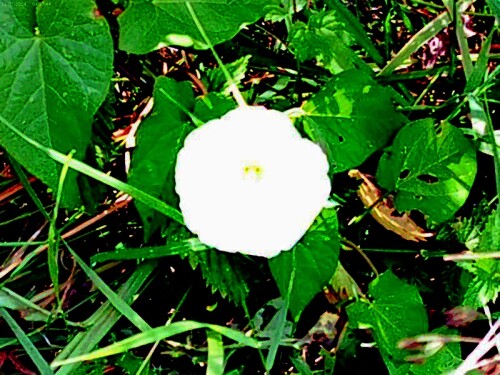 Acuh die Echte Zaunwinde(Calystegia sepium(L.)R. Br.) gehört zur Familie der Windengewächse(Convolvulaceae).
https://de.wikipedia.org/wiki/Echte_Zaunwinde