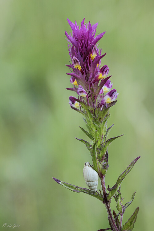 Acker-Wachtelweizen, Melampyrum arvense, Field cow-wheat

Aufnahmeort:	Neckartal	
Kamera:	Canon	EOS 60D
Objektiv:	Sigma Makro	150mm
Bohnensack		
		
# 00153

© Alle von mir veröffentlichten Bilder unterliegen dem Urheberrecht und dürfen ohne meine schriftliche Genehmigung nicht verwendet werden.