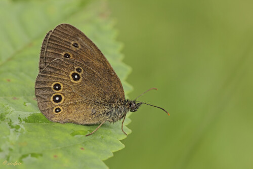 Brauner Waldvogel, Aphantopus hyperantus, Ringlet butterfly

Aufnahmeort:	Odenwald	
Kamera:	Canon	EOS 60D
Objektiv:	Sigma Makro	150mm
Stativ		
		
# 00155

© Alle von mir veröffentlichten Bilder unterliegen dem Urheberrecht und dürfen ohne meine schriftliche Genehmigung nicht verwendet werden.