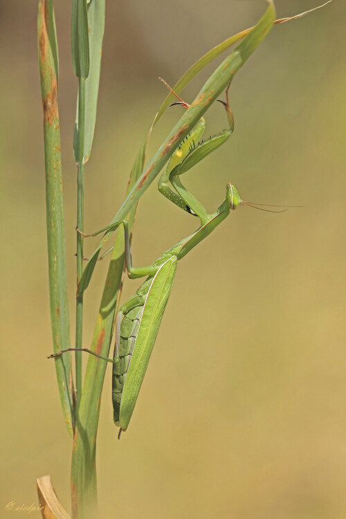 Europäische Gottesanbeterin, Mantis religiosa, European mantis

Aufnahmeort:	Rheinebene	
Kamera:	Canon	EOS 60D
Objektiv:	Sigma Makro	150mm
Stativ		
		
# 00156

© Alle von mir veröffentlichten Bilder unterliegen dem Urheberrecht und dürfen ohne meine schriftliche Genehmigung nicht verwendet werden.