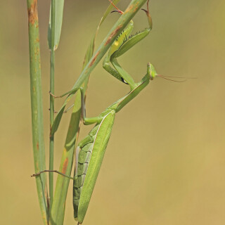 Europaeische-Gottesanbeterin_Mantis-religiosa_20160906_0004_B_Web