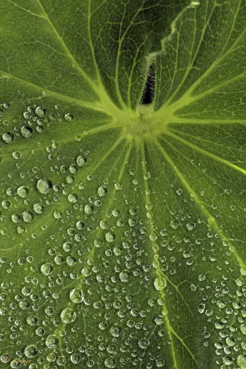 Frauenmantelblatt mit Regentropfen, Common alchemilla,  Leaf with raindrops, Alchemilla

Aufnahmeort:	Odenwald	
Kamera:	Canon	EOS 60D
Objektiv:	Sigma Makro	150mm
Stativ		
		
# 00152

© Alle von mir veröffentlichten Bilder unterliegen dem Urheberrecht und dürfen ohne meine schriftliche Genehmigung nicht verwendet werden.