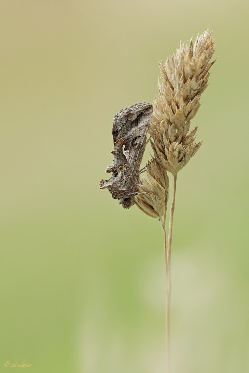 Gammaeule, Autographa gamma, Silver Y moth

Aufnahmeort:	Odenwald	
Kamera:	Canon	EOS 60D
Objektiv:	Sigma Makro	150mm
Stativ		
		
# 00154

© Alle von mir veröffentlichten Bilder unterliegen dem Urheberrecht und dürfen ohne meine schriftliche Genehmigung nicht verwendet werden.