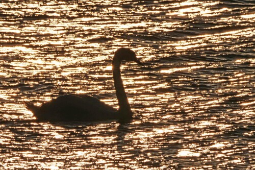 1.9 höckerschwan licht