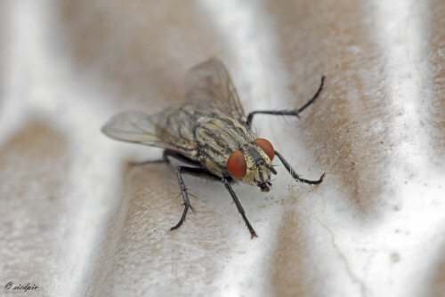 Graue Fleischfliege, Sarcophaga carnaria, Marbled-grey flesh fly

Aufnahmeort:	Odenwald	
Kamera:	Canon	EOS 60D
Objektiv:	Sigma Makro	150mm
Stativ		
		
# 00157

© Alle von mir veröffentlichten Bilder unterliegen dem Urheberrecht und dürfen ohne meine schriftliche Genehmigung nicht verwendet werden.