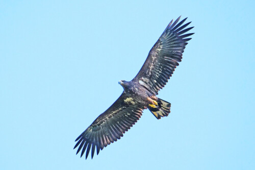 2.4-seeadler-4-juv.jpeg