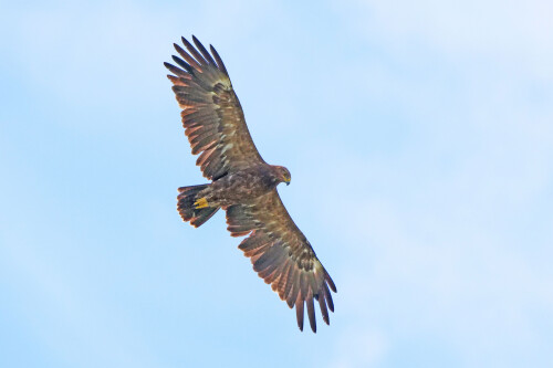 2.5-schreiadler.jpeg
