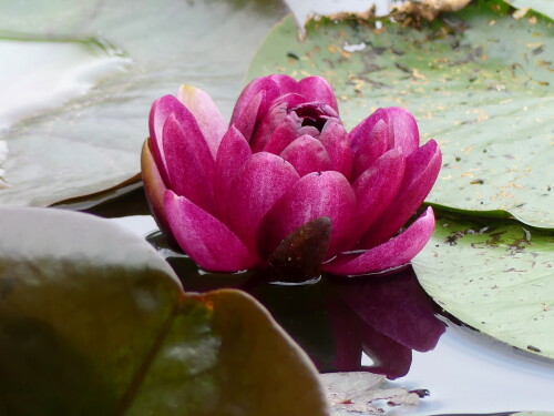 2024-08-04-Seerose-lila-1.jpeg