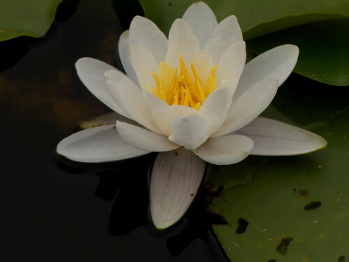 2024-08-04-Seerose-weis-1.jpeg
