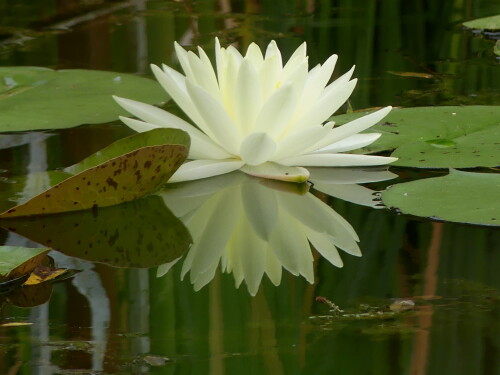 2024-08-04-Seerose-weis-gespiegelt-1.jpeg
