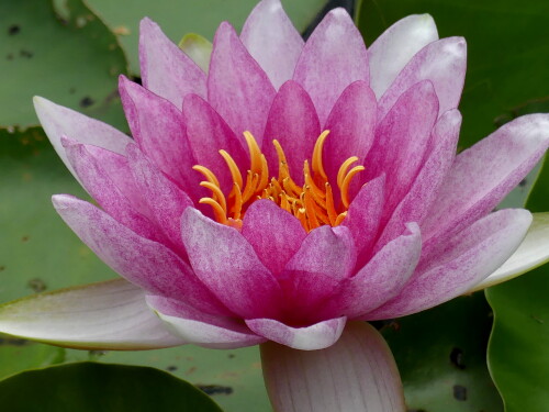 2024-08-04-Seerose-zart-lila-1.jpeg