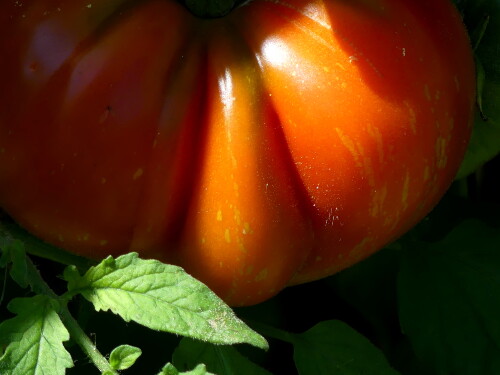 2024-08-07-Feuerwerk-Tomate.jpeg