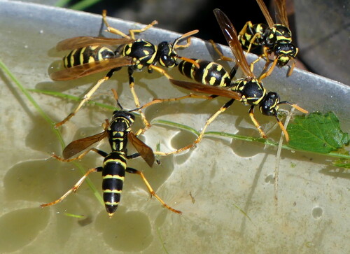 2024 08 07 Gallische Feldwespen 3