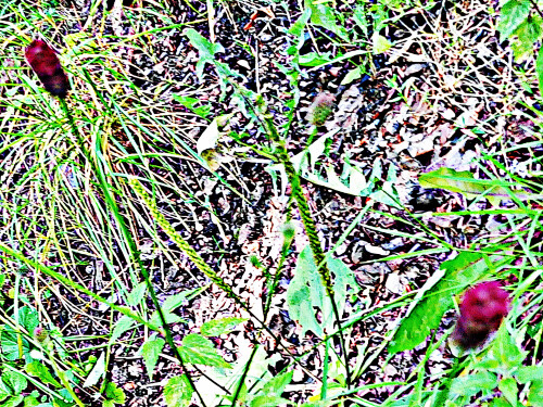 Groser-WiesenknopfSanguisorba-officinalisL..jpeg