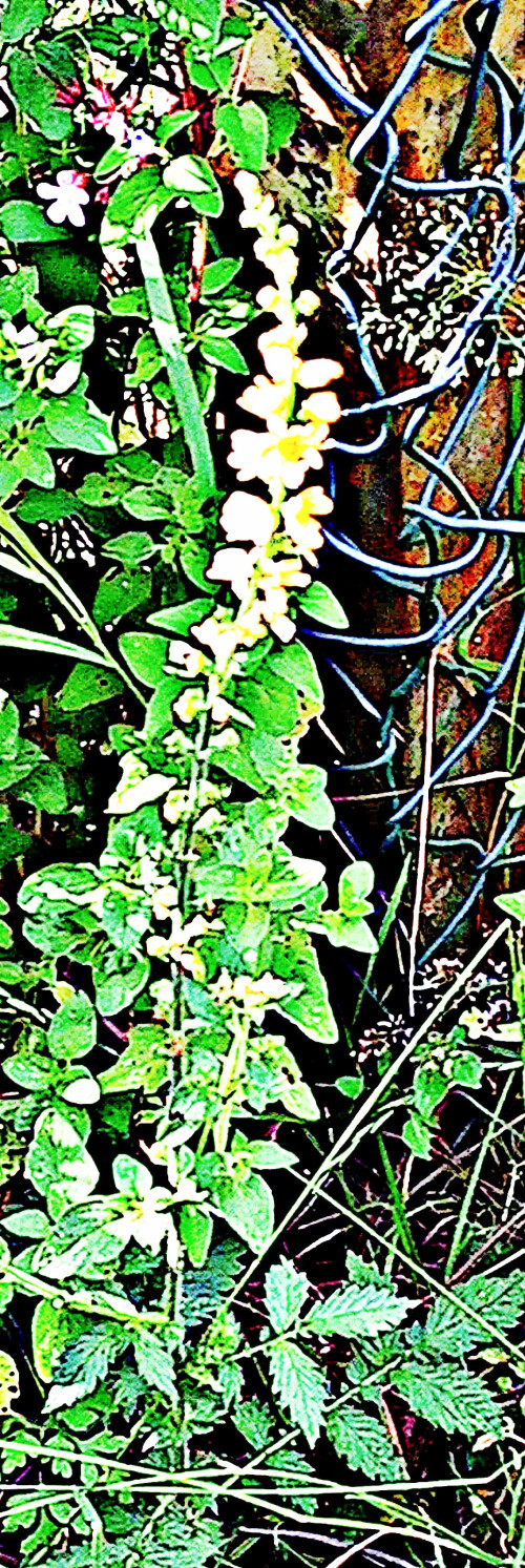 Kleiner-OdermennigAgrimonia-eupatoriaL..jpeg