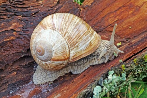 1.1 weinbergschnecke