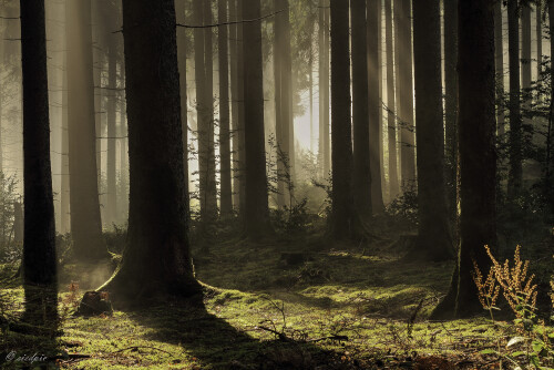 Am frühen Morgen, Early morning

Aufnahmeort:	Odenwald	
Kamera:	Canon	EOS 7D
Objektiv:	Canon 	EF17-40mm
Stativ, CPL Filter		
		
# 00159

© Alle von mir veröffentlichten Bilder unterliegen dem Urheberrecht und dürfen ohne meine schriftliche Genehmigung nicht verwendet werden.