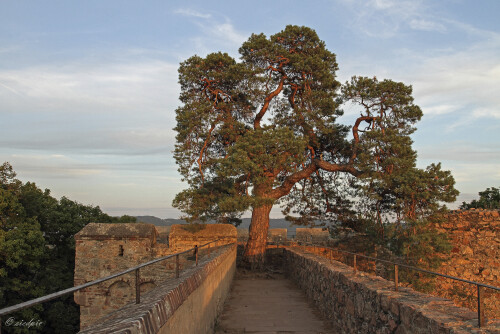 Waldkiefer, Auerbacher Schloss, Sonnenuntergang, Pinus sylvestris, Scotchpine

Aufnahmeort:	Bensheim-Auerbach	
Kamera:	Canon	EOS 7D
Objektiv:	Canon 	EF17-40mm
Stativ		
		
# 00161

© Alle von mir veröffentlichten Bilder unterliegen dem Urheberrecht und dürfen ohne meine schriftliche Genehmigung nicht verwendet werden.