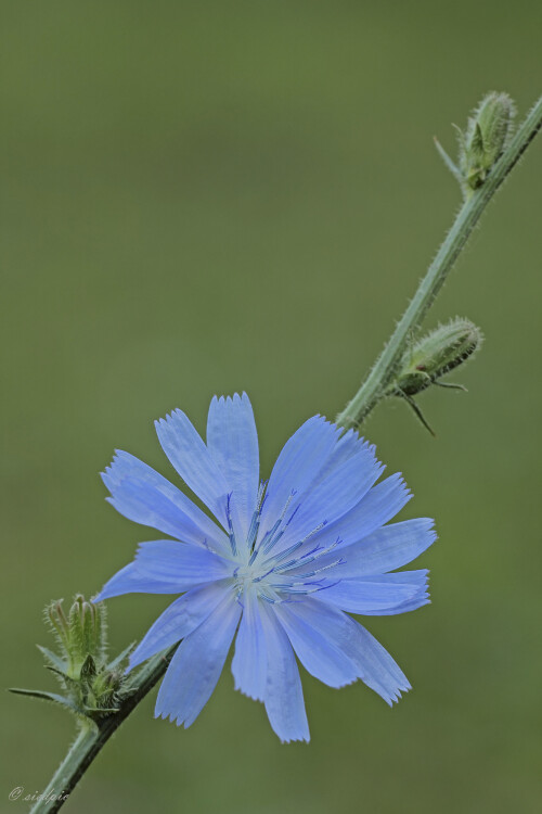 Gemeine Wegwarte, Cichorium intybus, Blueweed

Aufnahmeort:	Neckartal	
Kamera:	Canon	EOS 60D
Objektiv:	Sigma Makro	150mm
Stativ		
		
# 00164

© Alle von mir veröffentlichten Bilder unterliegen dem Urheberrecht und dürfen ohne meine schriftliche Genehmigung nicht verwendet werden.