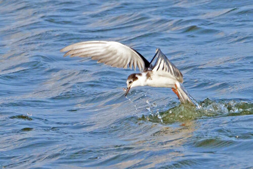 2.4 trauerseeschwalbe fängt fisch