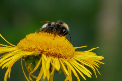 Bombus mucidus