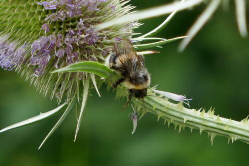 Im Oberland habe ich wohl bombus mucidus entdeckt