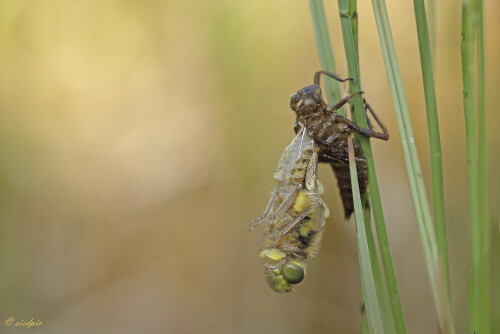 Frisch geschlüpfte Libelle, Freshly hatched dragonfly

Aufnahmeort:	Neckartal	
Kamera:	Canon	EOS 60D
Objektiv:	Sigma Makro	150mm
Stativ		
		
# 00165

© Alle von mir veröffentlichten Bilder unterliegen dem Urheberrecht und dürfen ohne meine schriftliche Genehmigung nicht verwendet werden.