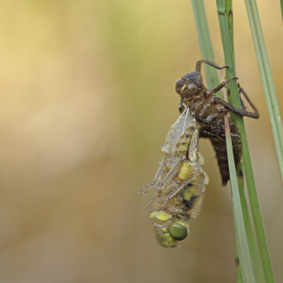 Libelle_Odonata_20210603_0001_B_1_Web