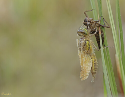 Frisch geschülpfte Libelle, Freshly hatched dragonfly

Aufnahmeort:	Neckartal	
Kamera:	Canon	EOS 60D
Objektiv:	Sigma Makro	150mm
Stativ		
		
# 00166

© Alle von mir veröffentlichten Bilder unterliegen dem Urheberrecht und dürfen ohne meine schriftliche Genehmigung nicht verwendet werden.