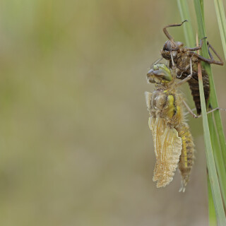 Libelle_Odonata_20210603_0005_B_Web